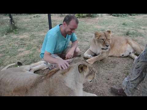 Видео: Очень позитивные туристы на львином пляже ! ДРУЗЬЯ ПО СЧАСТЬЮ !
