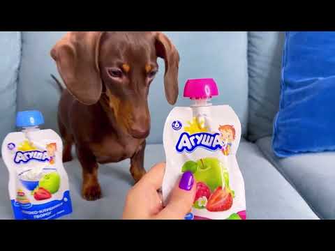 Видео: ЛУЧШАЯ ПОДБОРКА ЧАПИТОСИКОВ II Чапи выбирает❤️🐶