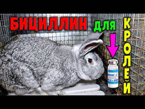 Видео: Как применять Бициллин для кроликов / Антибиотики: жизнь или смерть
