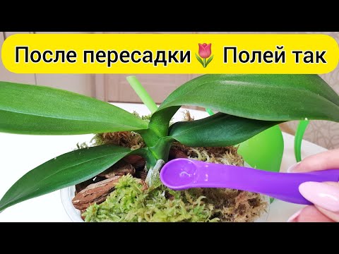Видео: Сделай это ПОСЛЕ ПЕРЕСАДКИ орхидеи // как ПОЛИВАТЬ орхидеи ПОСЛЕ ПЕРЕСАДКИ
