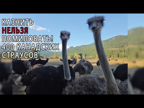 Видео: ЖИЗНЬ 400 КАНАДСКИХ СТРАУСОВ ПОД УГРОЗОЙ