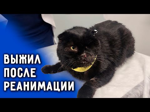 Видео: Более 300 тысяч рублей ушло на лечение Оникса. Забираем с клиники. Передаем Татьяне.