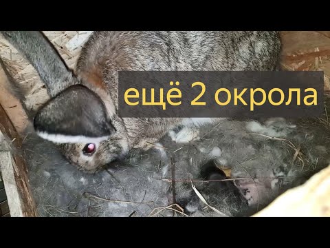 Видео: Два окрола. Итог неоднозначный