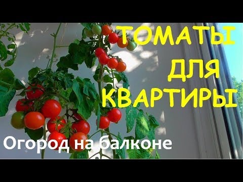Видео: Томаты для квартиры.Огород на балконе