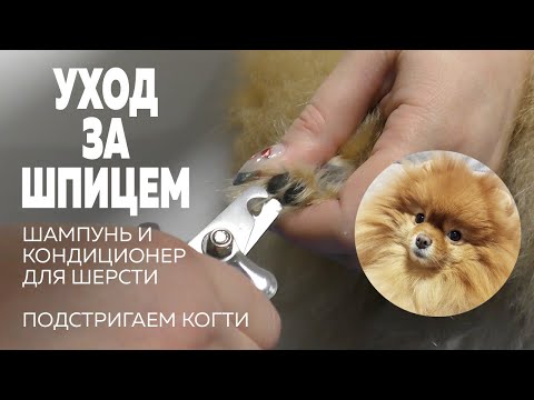 Видео: Отмыли шпица Оливию. Шампунь кондиционер для шерсти. Уход за когтями. Маленькой Олечке холодно зимой