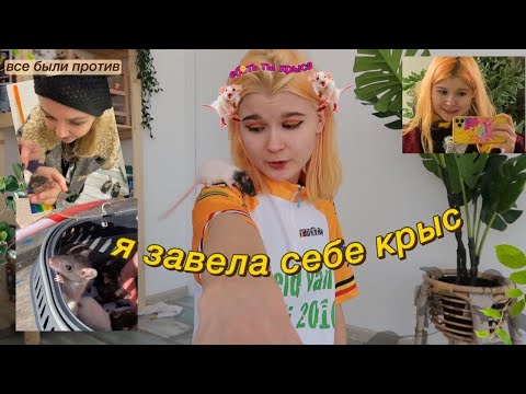 Видео: я купила КРЫС