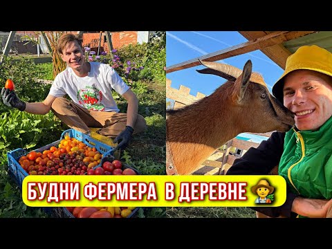 Видео: Жизнь В ДЕРЕВНЕ 🏡 ДА БУДЕТ ПОПОЛНЕНИЕ НА ФЕРМЕ🐥 К ЗИМЕ ГОТОВЫ - ЗИМНИЙ ОГОРОД 🪴🍅