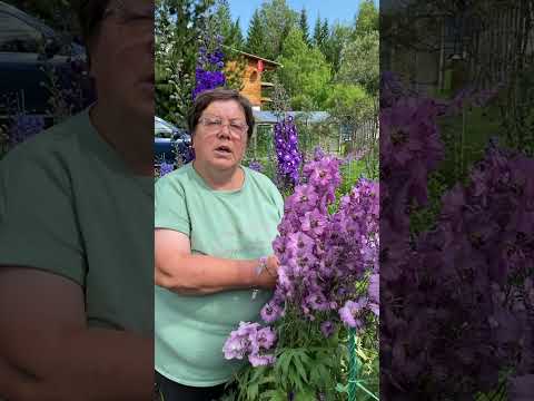 Видео: Новозеландские дельфиниумы из семян. Результат эксперимента!