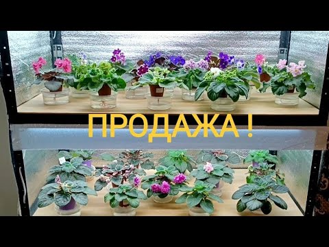Видео: ОНЛАЙН МАГАЗИН ! ДЕТКИ ФИАЛКИ В ПРОДАЖЕ !