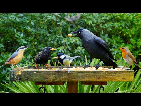 Видео: Кино Для кошек и собак 😸 Птичий стол «Птицы и белки» 🕊️🐿️ птички для кошек