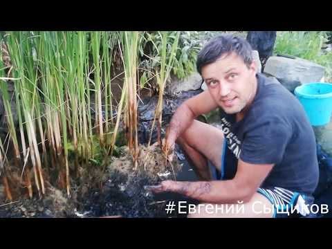 Видео: Биоплато на щебне.Уборка