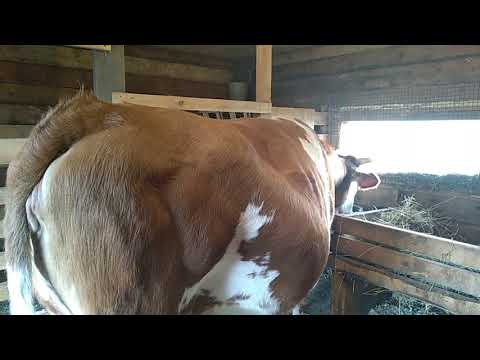 Видео: 9 дней до отела🐮 улучшение жилищных условий Вербы🐂