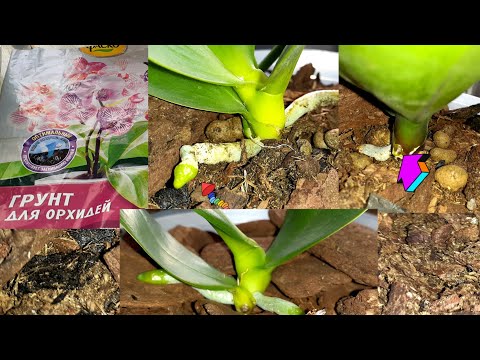Видео: СоМОчувствия Орхидеи в грунте ФАСКО спустя 2 месяца/Как сделать воду Полезней для полива ОРХИДЕЙ