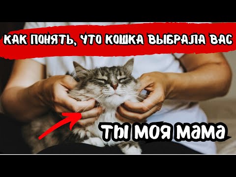 Видео: 14 признаков, что ваша кошка выбрала именно вас!