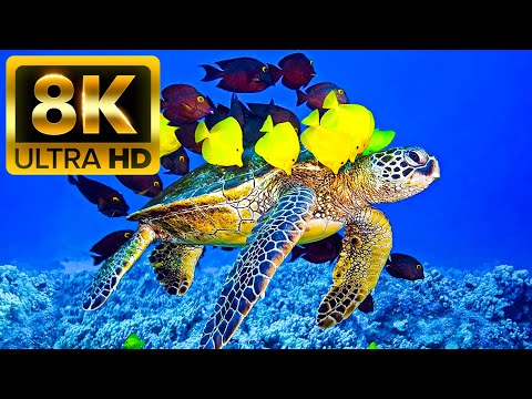 Видео: Океан - 8K (60 кадров в секунду) Ultra HD - со звуками природы (красочно динамичным)