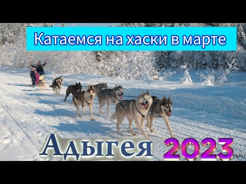 Видео: Адыгея 2023 катаемся на хаски в марте