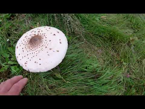 Видео: По реке Лух часть четвёртая заключительная