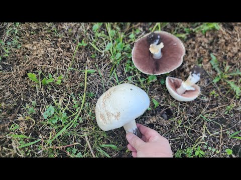 Видео: Дела этих дней-2.