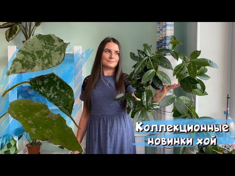 Видео: Эксклюзивные новинки хой, коллекционные сорта: Undulata, caudata, imbricata.