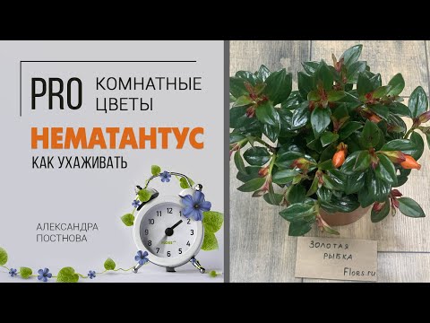 Видео: Комнатное растение Нематантус или растение Золотая рыбка - как поселить дома эту красоту без хлопот.