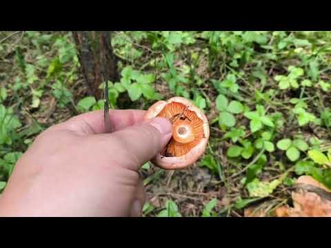 Видео: Первые грибы рыжики 06.07 2025 Удмуртия