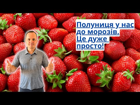 Видео: Полуницю навіть у вересні збираємо килограмами з двох квадратних метрів!