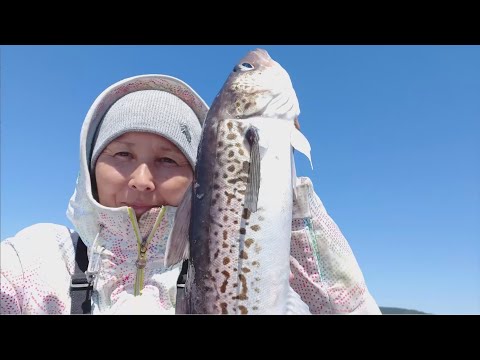 Видео: Охотское море. Попала в косяк рыбы.