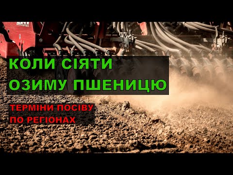 Видео: Коли сіяти озиму пшеницю?ДО ЯКОГО ЧАСУ ЩЕ МОЖНА СІЯТИ?Коли краще сіяти пшеницю?