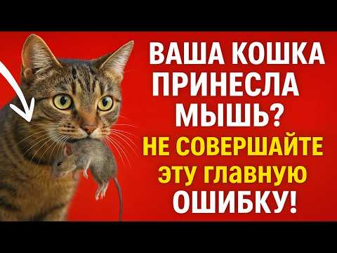 Видео: Ваша кошка принесла мышь? НЕ СОВЕРШАЙТЕ эту главную ошибку!