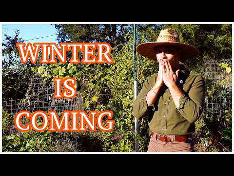 Видео: Тур по огороду в конце сезона 2025