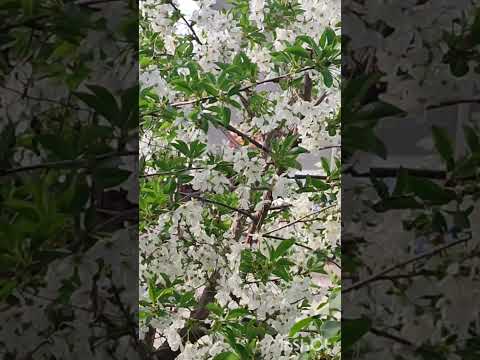 Видео: 156. Г. Жолбунова