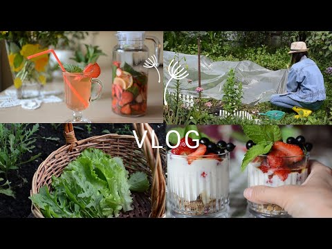 Видео: VLOG🩷  Июньский летний день🌿 Дача l Уход за растениями l Как можно вкусно поесть клубнику🍓