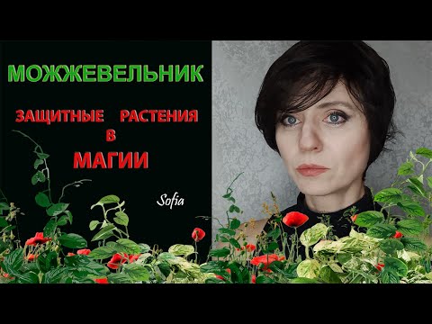 Видео: Защитные растения в магии. Можжевельник.