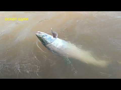 Видео: Рыбалка  Проверка сети  Промысловый лов