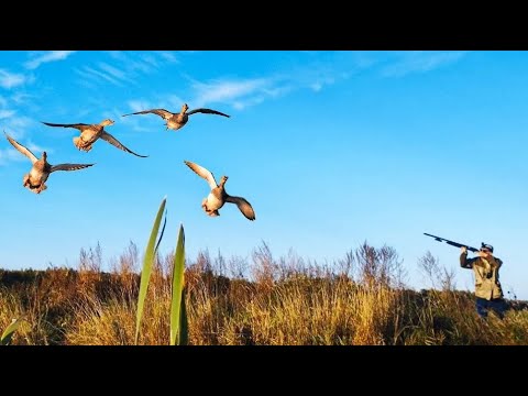 Видео: ОХОТА НА УТКУ 2023. Настреляли уток пока ехали на место охоты.