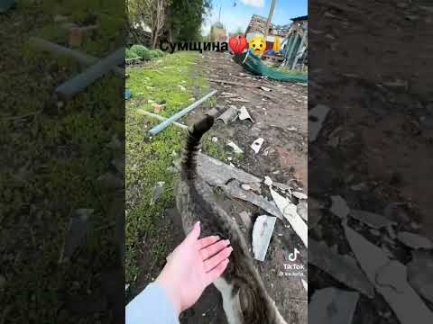 Видео: Сумщина потерпає 💔