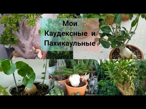 Видео: Обзор моих Каудексных и Пахикаульных растений 🌱