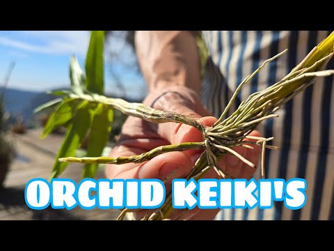 Видео: Как и когда удалять и пересаживать орхидею Дендробиум Кейки