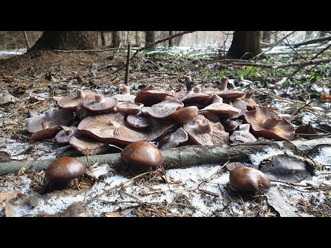 Видео: РЯДОВКИ ПОЛЯНАМИ ЗИМОЙ ! ШОК ! Жареный БАТАТ !!! Грибы 2020 !