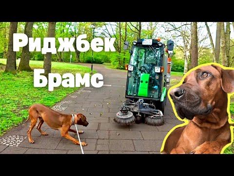 Видео: С Брамсом в парке, работает ли ошейник от паразитов!?