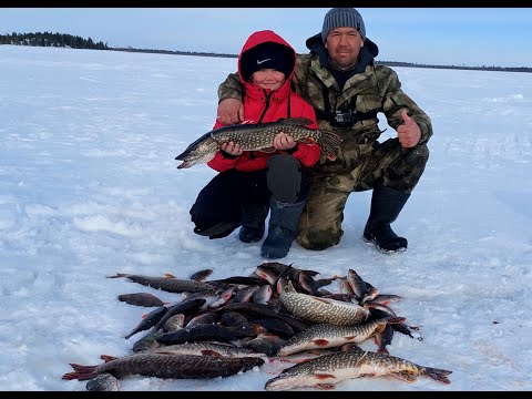 Видео: Щука окунь со льда тёплым весеннем деньком. Рыбалка на Ямале.