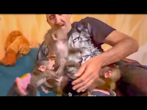 Видео: Вы посмотрите, друзья, КАК Степка НАПАДАЕТ на Люсю ЗАЩИЩАЯ ПАПУ и Маню)))