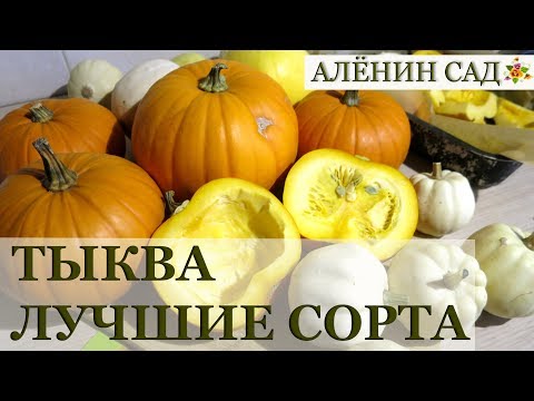 Видео: 5 сортов ТЫКВЫ / Лучшие сорта / Бейби Бу, Сладкий картофель, Учики кури и др.