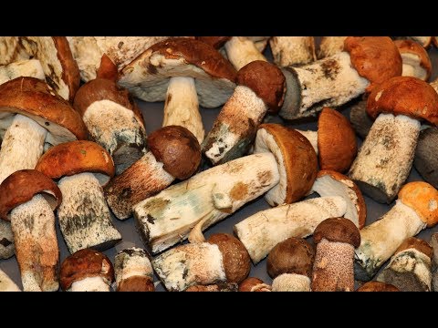 Видео: Маринованные Грибы Подосиновики