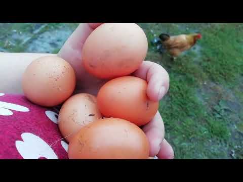 Видео: Наше хозяйство 💓 Уборка урожая на огороде и в поле💓