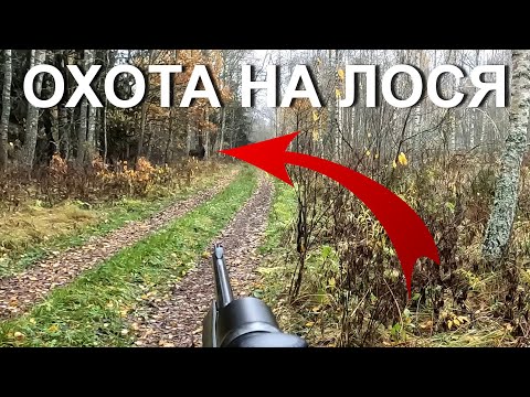 Видео: Охота НА ЛОСЯ. Многое попало в кадр.