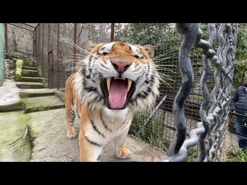 Видео: Татьяна Ивановна подошла к тиграм, а они НЕСТАНДАРТНО встретили ее !