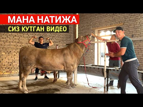 Видео: МАНА НАТИЖА СИЗ КУТГАН ВИДЕО !!! ХОРАЗМ БОЗОР