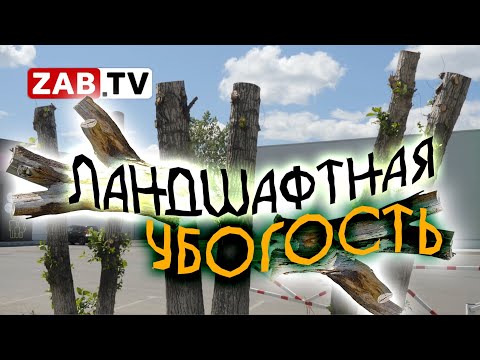 Видео: И вновь к вопросу, зачем уродуют деревья в столице Забайкальского края