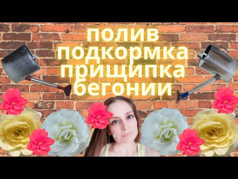 Видео: ПОЛИВ, ПОДКОРМКА И ПРИЩИПКА  БЕГОНИЙ.